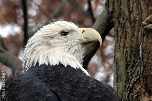 american bald eagle