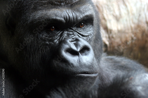 portrait of a male gorilla © Robert