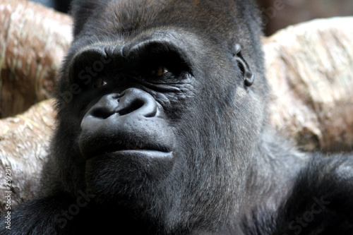 male gorilla © Robert