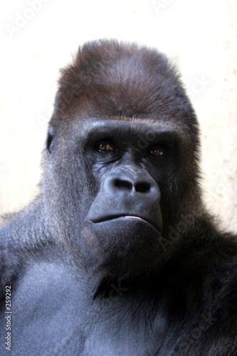 portrait of gorilla © Robert