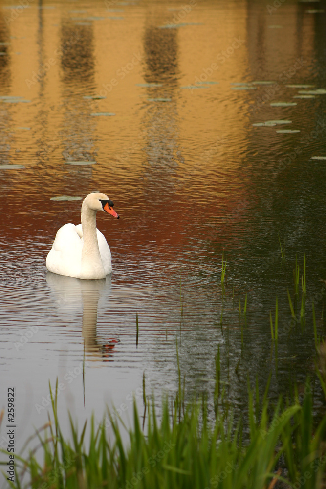 swans