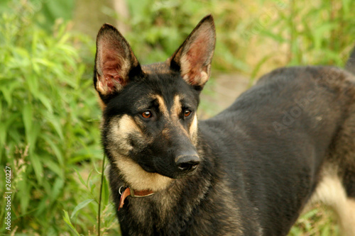 german sheppard dog/puppy