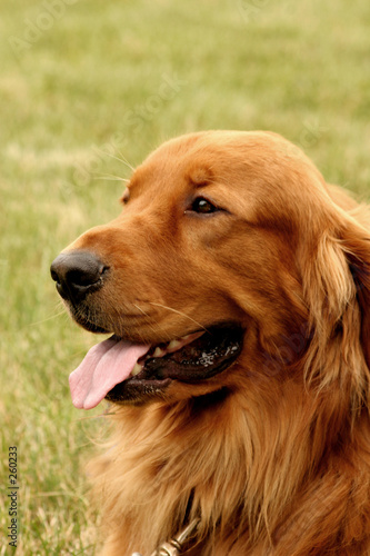 irish setter dog