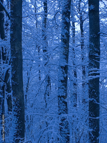winter forest photo
