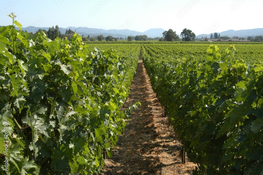 vineyard in california