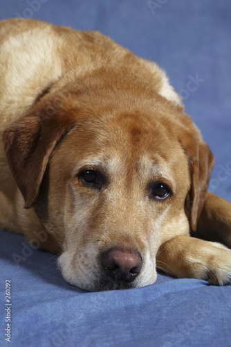 yellow lab