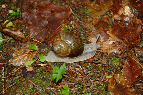 schnecke