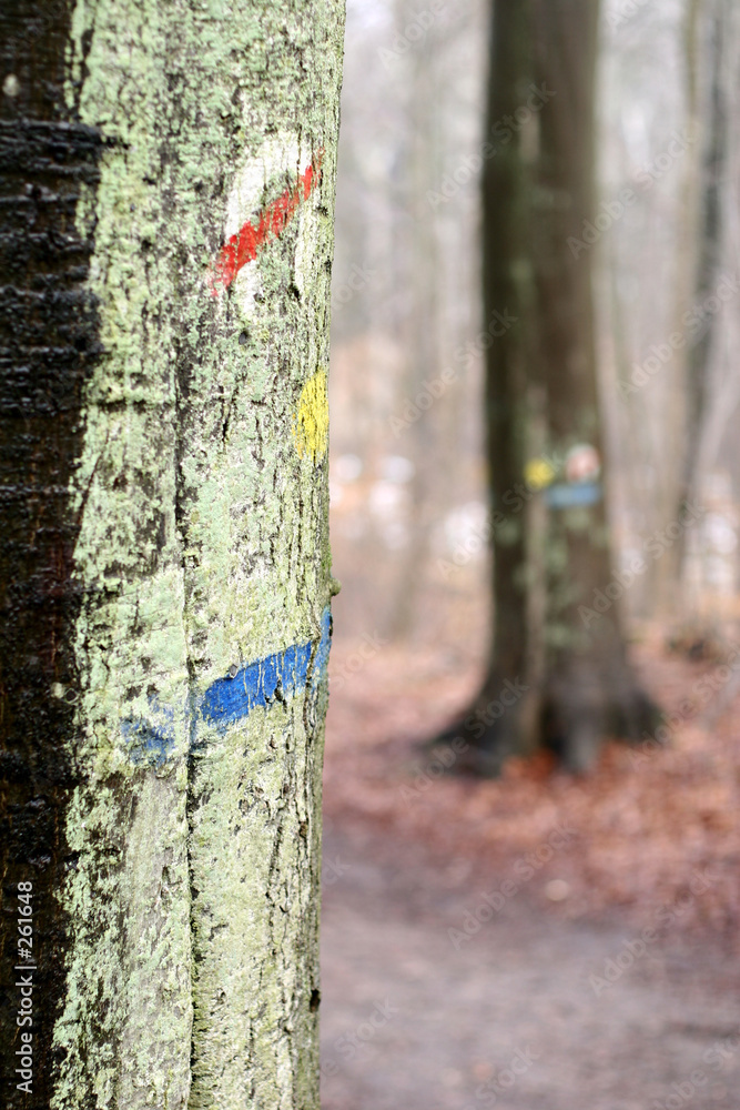 Fototapeta premium in the forest