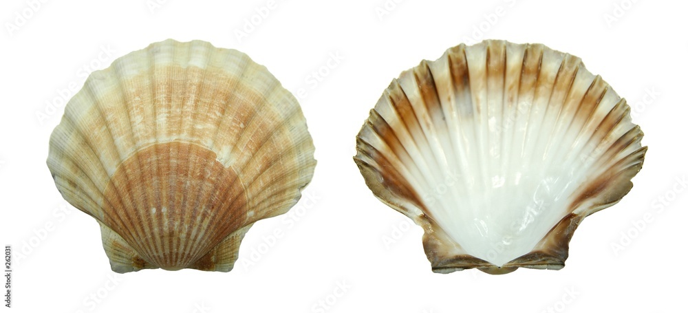 decoration: shell decoration: shell
