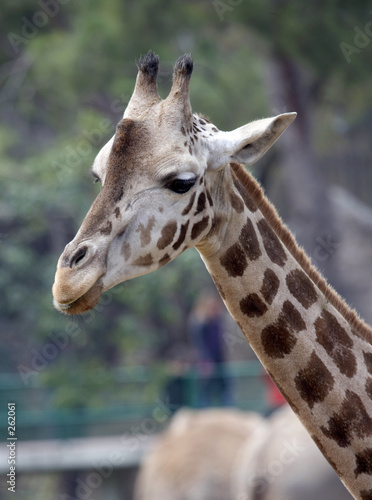 giraffe5171