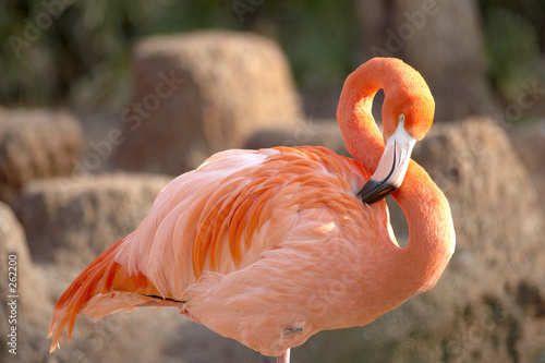 Fototapeta flamingo ptak zwierzę flamenco 