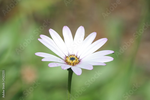 fleur blanche