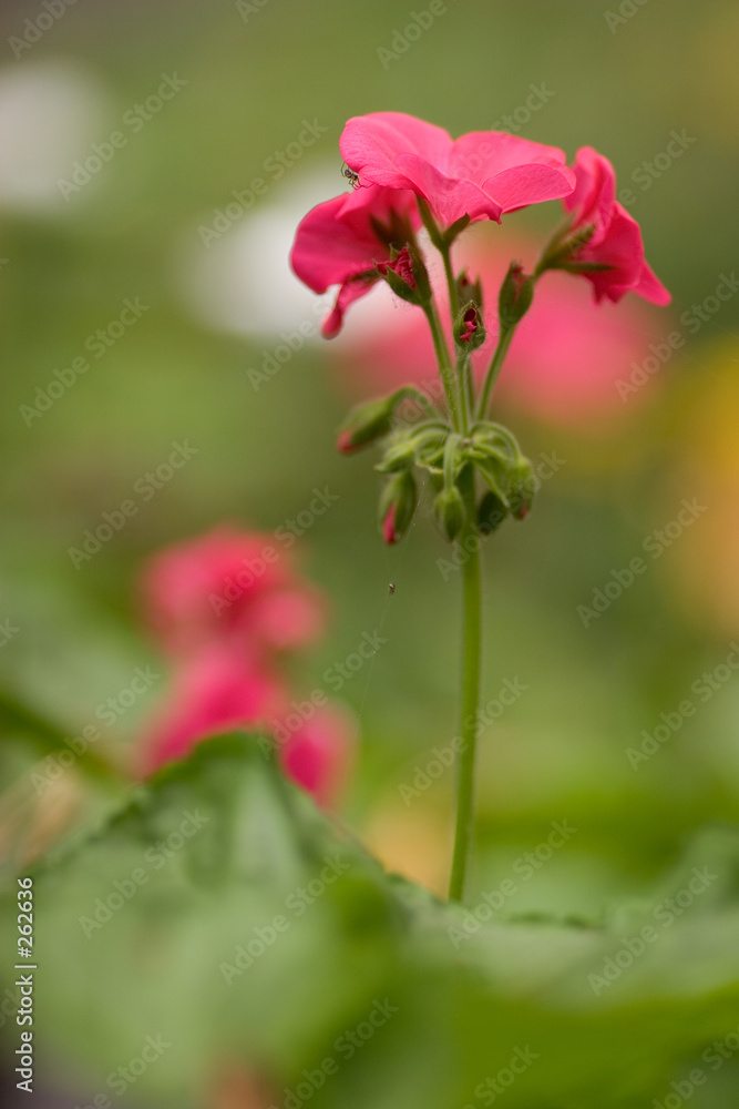 red flower