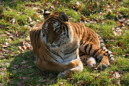 tigre de sib  rie