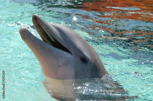 dolphin photo
