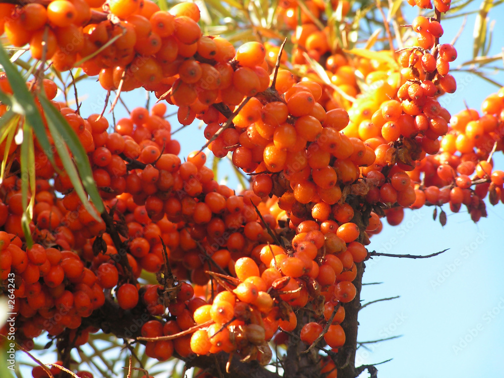 berry
