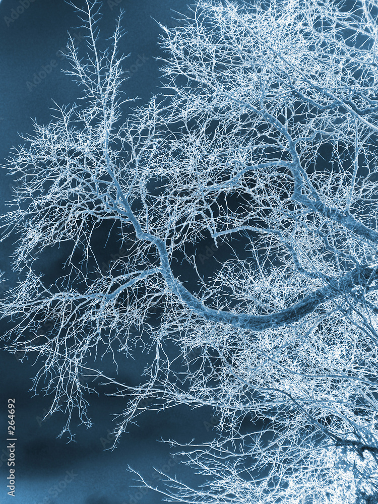 tree frost cold