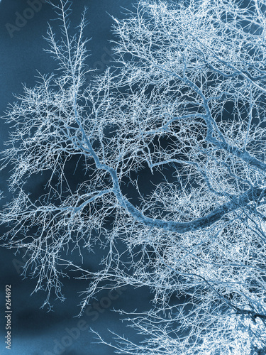 Obraz na płótnie tree frost cold w salonie