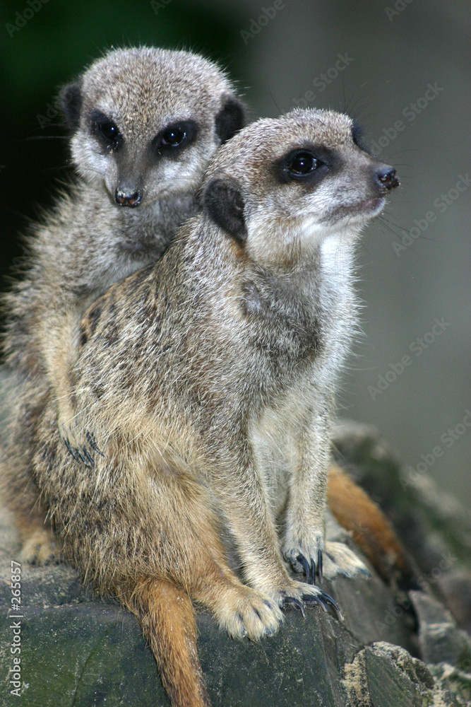 erdmännchen erdmännchen