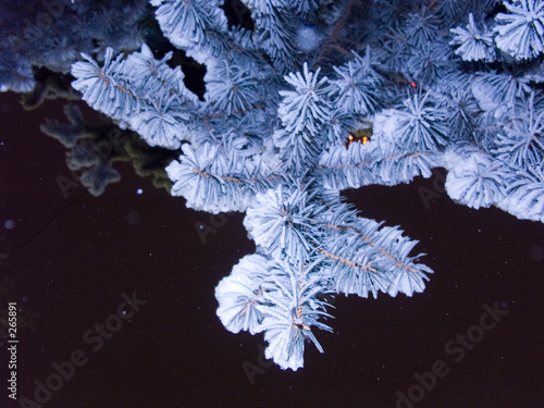 blue-fir photo