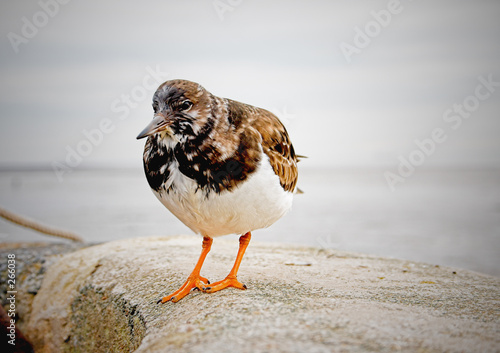 sea bird