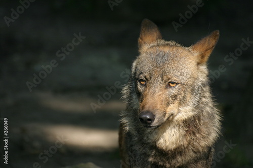 iberischer wolf