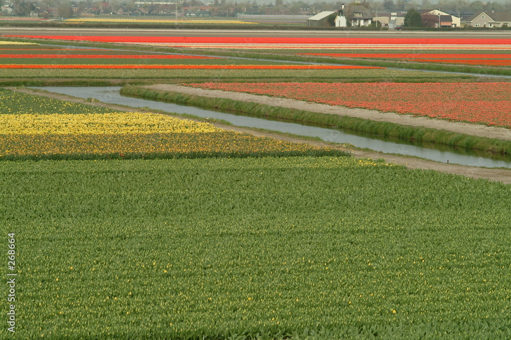 tulpenfelder