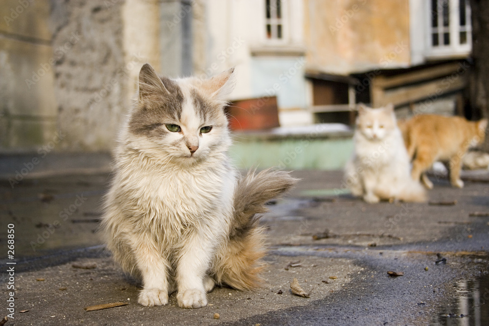 cats