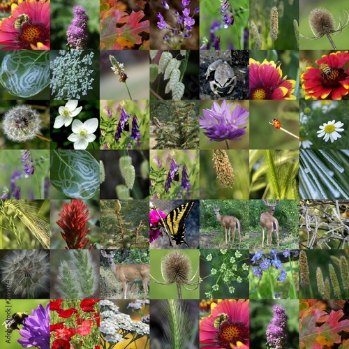 nature collection - photo collage