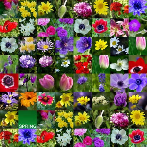 floral collage 4 - spring flower collection