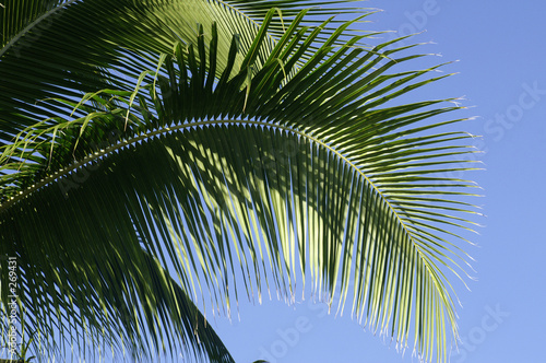 palme tropicale