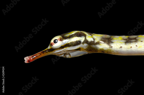 corythoichthys  flavofasciatus photo