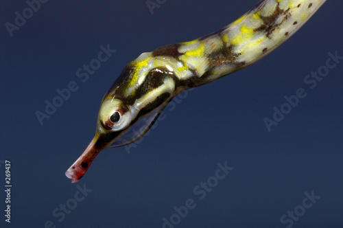 corythoichthys flavofasciatus 2 photo