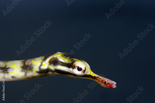 poisson pipe photo