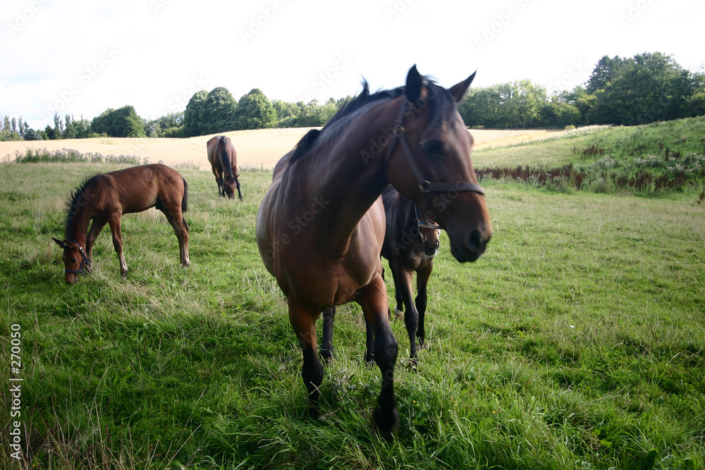 horses