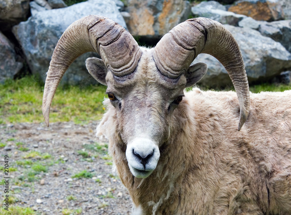 bighorn sheep