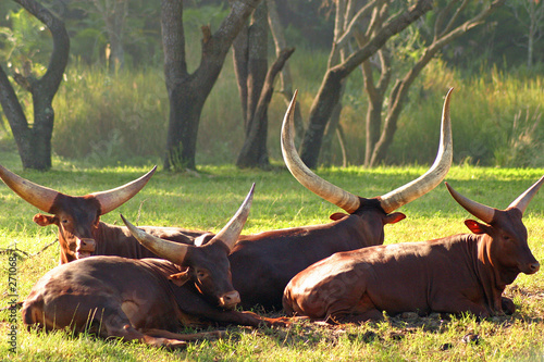 watusi cattle photo