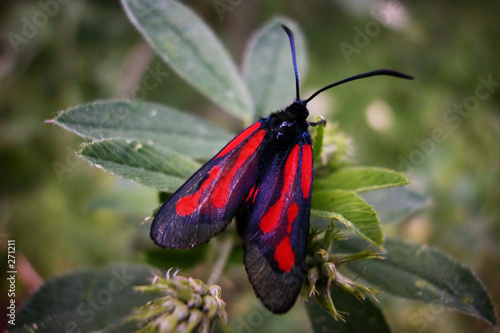 butterfly photo