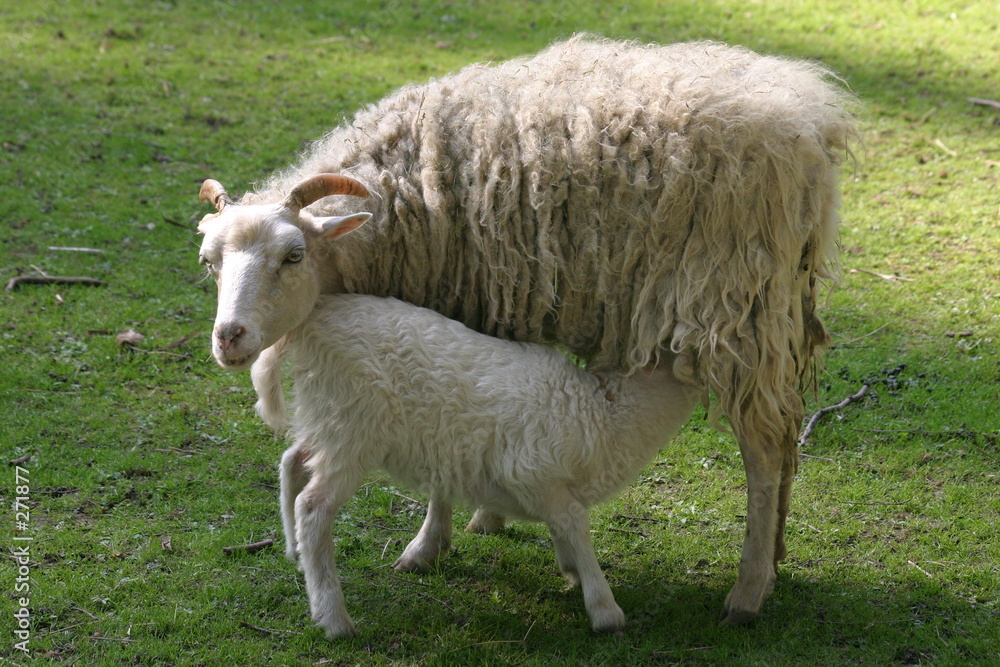 schaf mit lamm schaf mit lamm