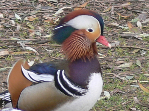patito