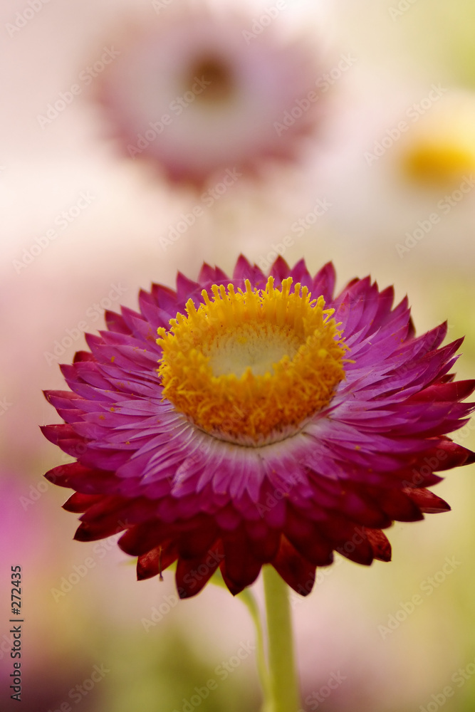 custom made wallpaper toronto digitalpink straw flower macro