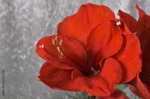 amaryllis blüte