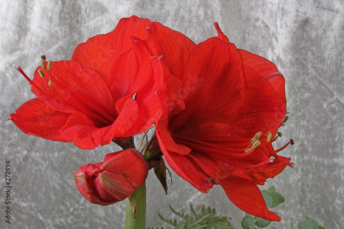 amaryllis total