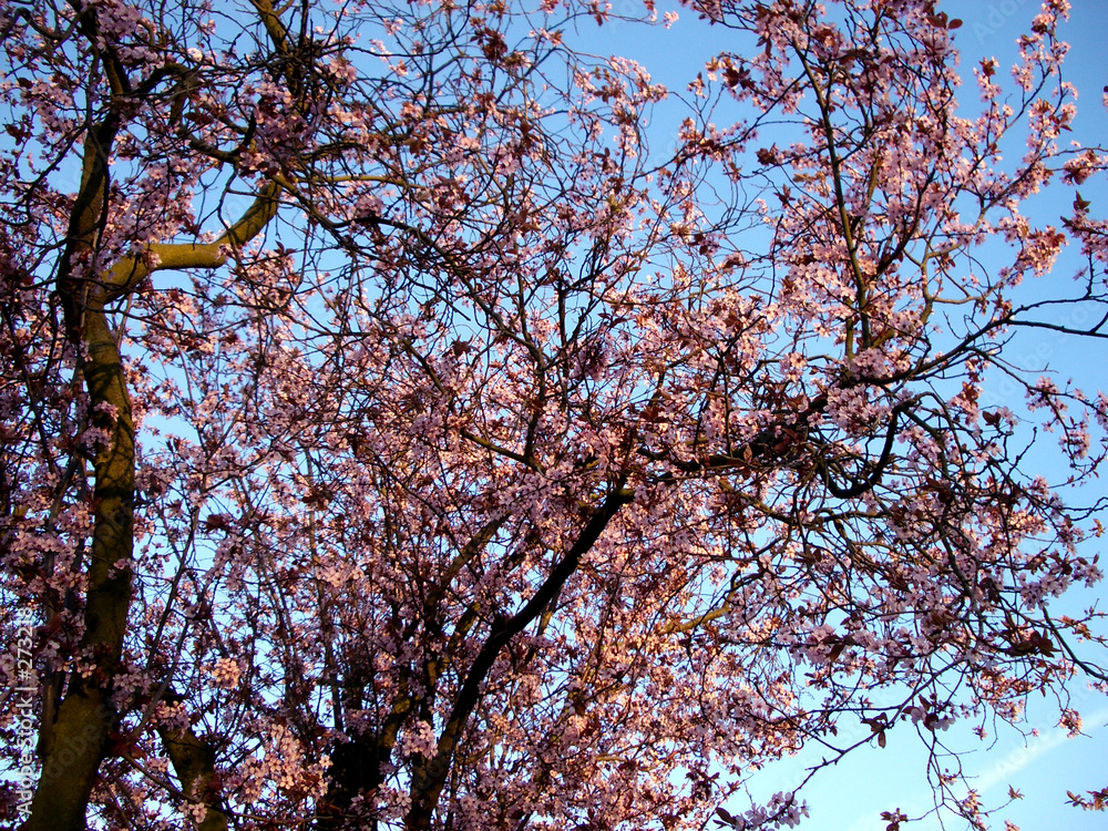 cherry blossom tree cherry blossom tree