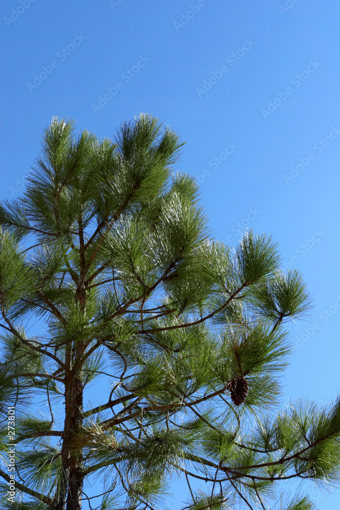 pine tree pine tree