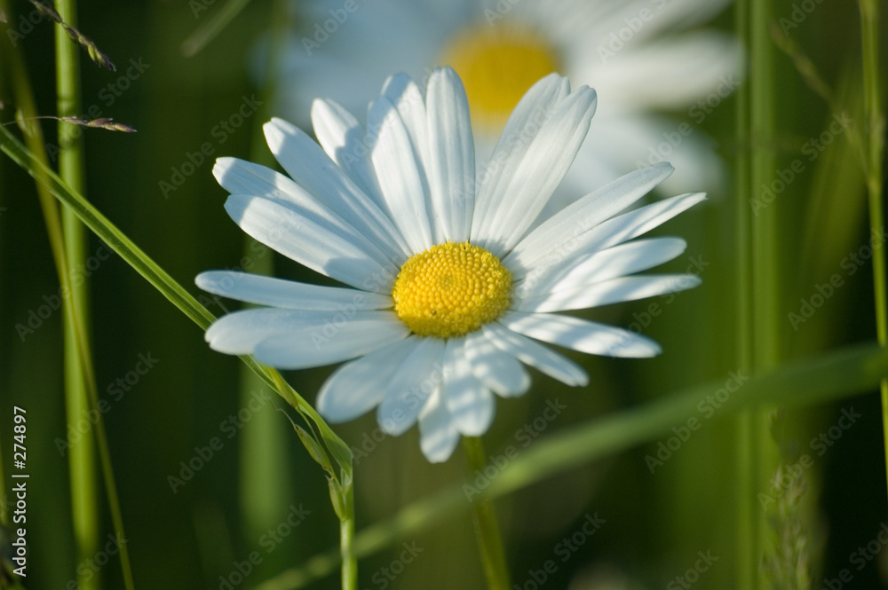 summer daisies summer daisies