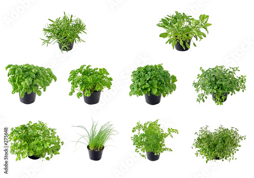 the herb collection
