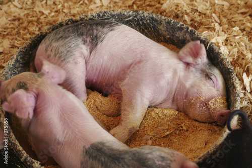 Fotografia sleeping piglets