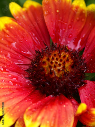 red flower closeup with water drops