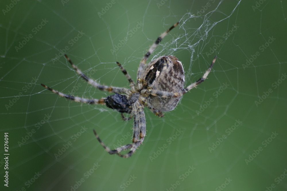 kreuzspinne
